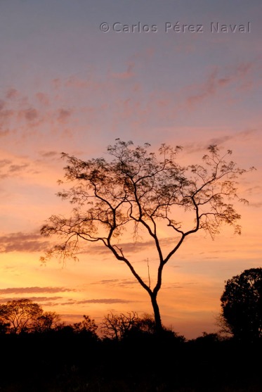 "Puesta de sol en Brasil": finalista en la edición 2012 del Wildlife Photograper of the Year