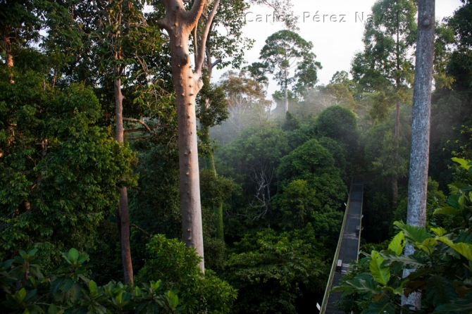 Canopy en el rainforest discovery centre, Sepilok